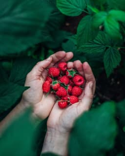 Barak's Berries